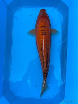 Koi kapři - 11