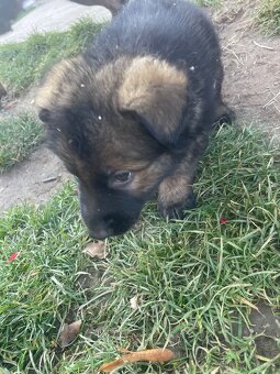 Německý ovčák - 11