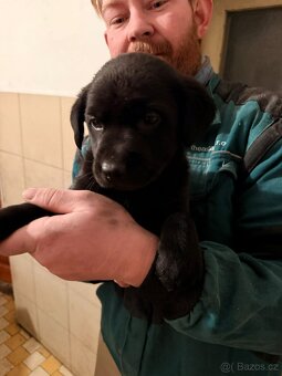 Štěňata REZERVACE - 11