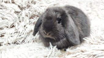 Zakrslý beránek, králíček, králík - BRUNO - 11