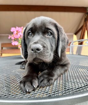 IHNED K ODBĚRU Labradorský Retriever s PP - 11