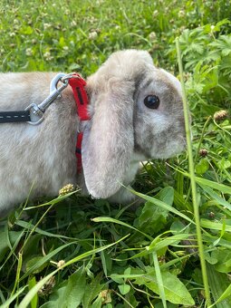 Zakrslý beránek - 11