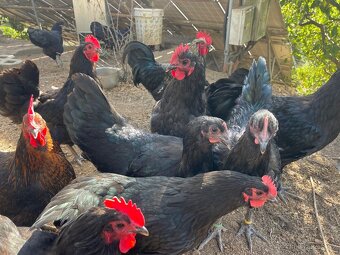 Kohouti Australka velká černá a modrá - 11