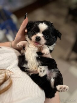 2x dlouhosrstý pejsek s PP FCI, čivava - 11