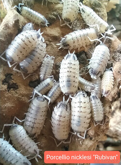 Isopody - nabídka - 11