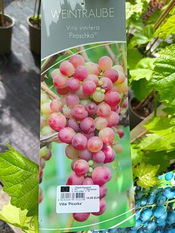 Vinná réva velkoplodá sladká rezistentní 395 Kč již plodící - 11
