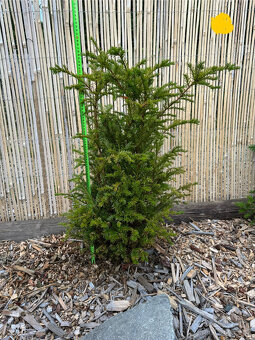 Tis červený - Taxus baccata - 11