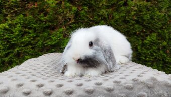 Zakrslý beránek, králíček, králík - MINDY - 11