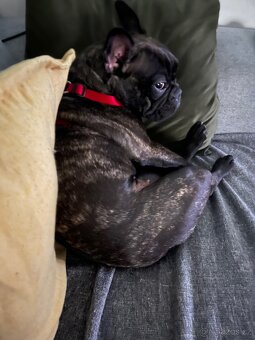 Štěňata francouzský buldoček - 11