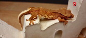 Pagekon řasnatý - 11