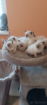 Ragdoll kotatka - 11