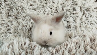 Zakrslý králík, králíček, králík - (lvíček)-VIKY - 11
