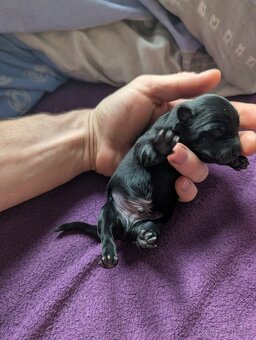 Čistokrevný mexický naháč mini štěňata - 11