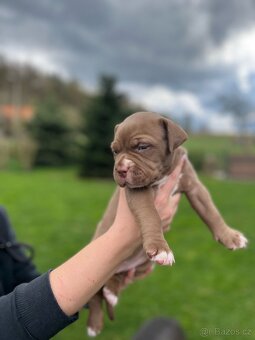 American Bully xl/xxl - 11