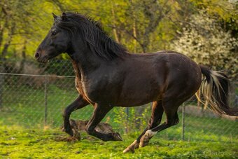 Velký (±145 cm) huculský hřebeček, hřebec, hnědobělouš. - 11