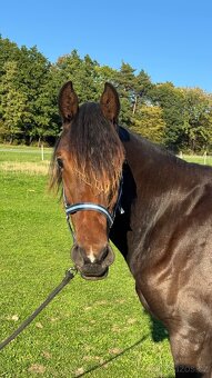 Kobylka ČT 1,5roku - 11