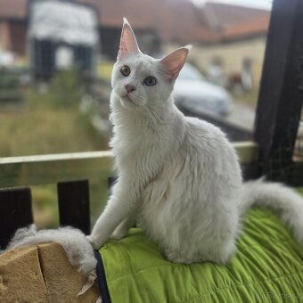 Mainská mývalí kočka - 11