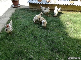 VLASKA EXCHEQUER letošní kohoutci - 11