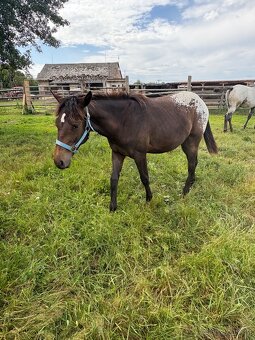 Kobylka Tara x appaloosa - 11