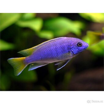 Tlamovci jezera Tanganika a Malawi. - 11