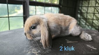 Zakrslý beran durynský s PP - 11