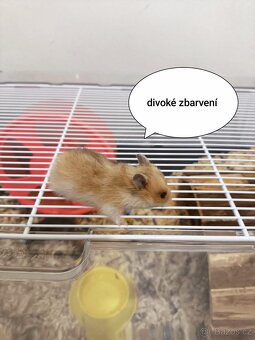 Křeček syrský zlatý - 11