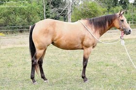 Quarter horse kobylka 5/2023, 6 panel N/N - 11