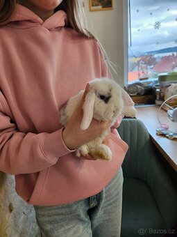 Zakrslý králík - 11