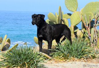 Cane Corso štěňátka s FCI PP - 11