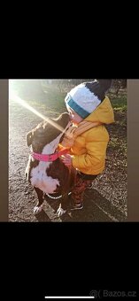 Americký stafordsirsky terier, Stafford, amstaf - 11