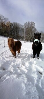 Poloviční pronájem pony kobylek - 11