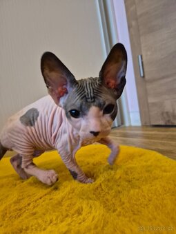 Donský sphynx - krásná koťátka - 11