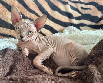 Koťata Sphynx-Elf-Strike - 11