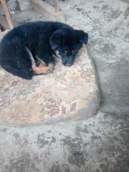 Chodský pes kříženec - 11