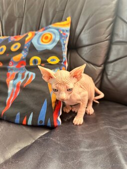 Kanadský Sphynx s průkazem původu - 11