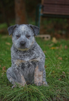 Australský honácký pes, rezervace štěňat s PP, volní kluci - 11