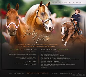 Palomino klisna American Quarter Horse po rodičích s LTE - 11