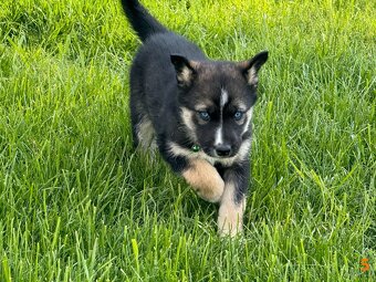 Štěňata husky a labrador - 4 fenky a 1 pes k odběru od 18.5. - 11