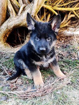 Německý ovčák - štěňata s PP - 11