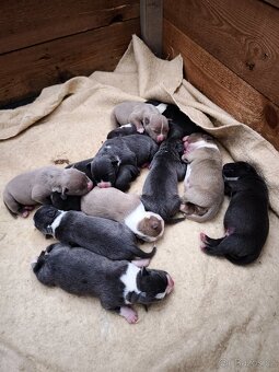 American Bully XL originální původní krev rodokmen ABKC USA - 11