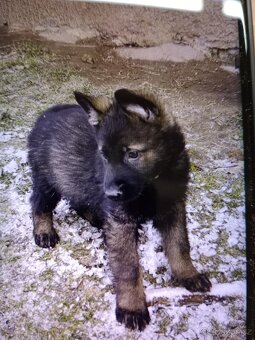 Německý ovčák - 11