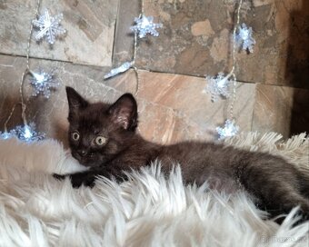 Britská černá krátkosrstá a dlouhosrstá koťata - 11