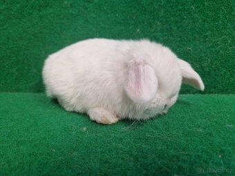 Zakrslý beránek s rodokmenem - 11