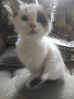 Ragdoll koťata bez PP - 11