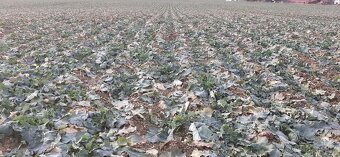 Mzuri secí stroj-strip till (pásové zpracování )obdoba Focus - 11