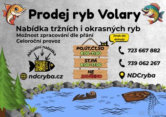 Živé ryby – tržní i okrasné | Volary (okr. Prachatice) - 11
