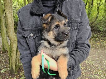 Německý ovčák - štěňata k prodeji s PP - 11