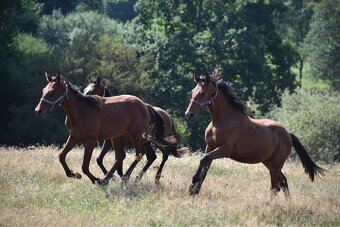 Hodný mohutný hřebeček - 11