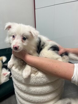 Border kólia šteniatka - 11