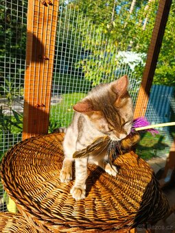 Vzácný MODRÝ Bengálský kocourek s PP - 11